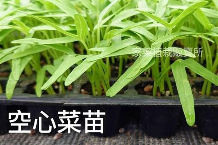空心菜出苗后多久施肥 空心菜苗期施肥时间是多少？