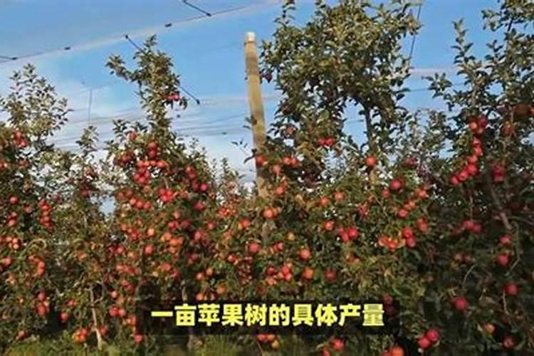 盛果期苹果园如何施肥