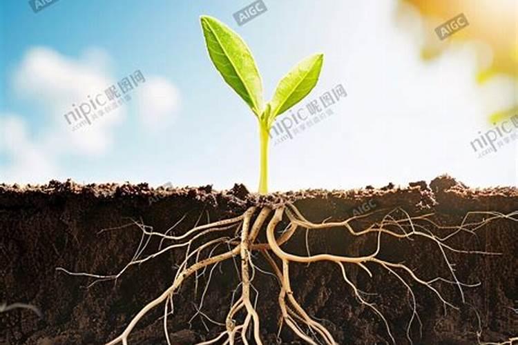 泡椒里面的水不够怎样加水