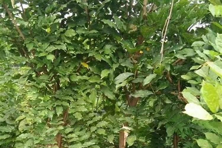 缺钾吃什么药？