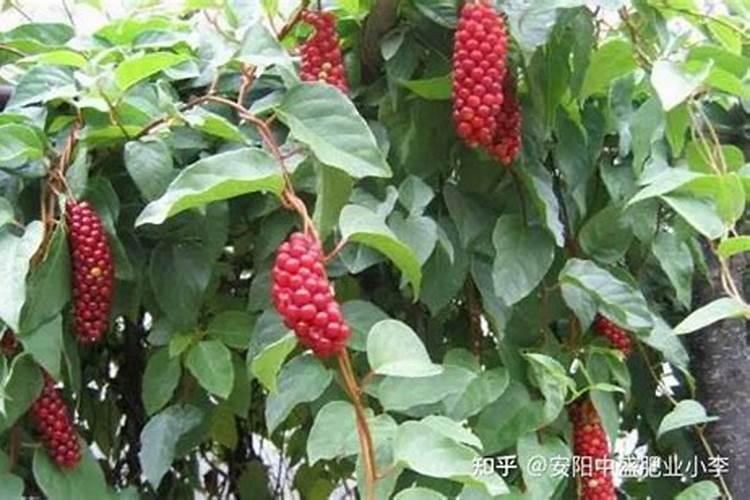 五味子想要增产应该如何施肥？记住这几点!