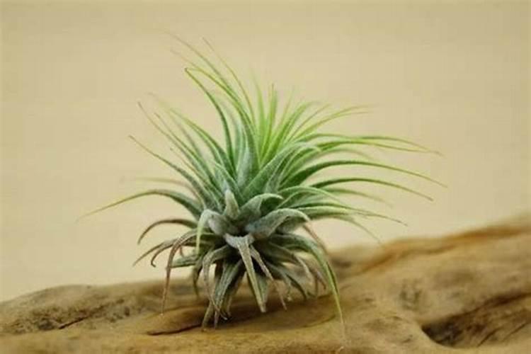 凤梨的栽培方法及注意事项