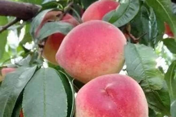 摘完桃子后上什么肥料？
