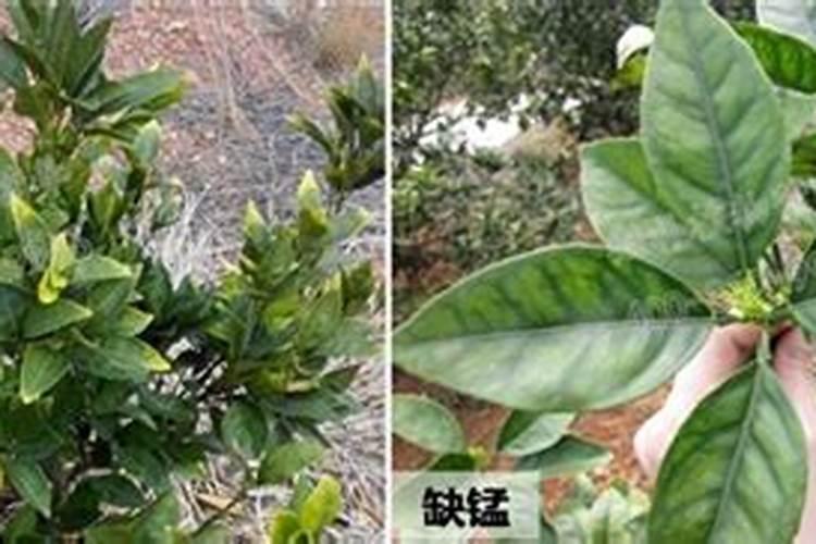 脐橙施冬肥应不应该下化肥