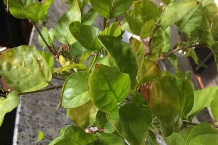 茉莉花叶子发黄是什么原因造成的(大量黄叶子是什么问题)