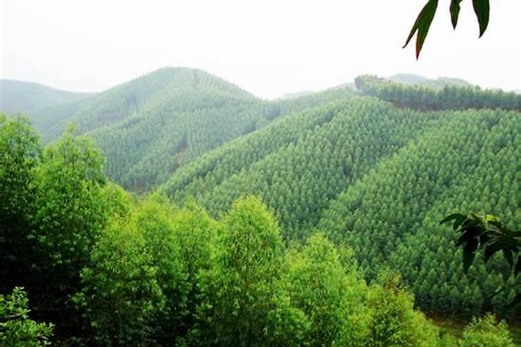 用磷酸二氢钾给红薯控旺是灌根好还是喷叶好？浓度是多少？