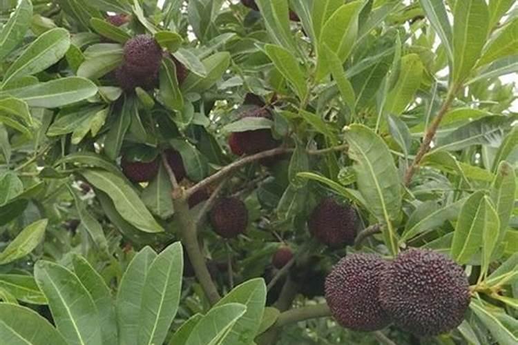 磷酸二氢钾可以和硼肥、尿素、多菌灵一起用吗