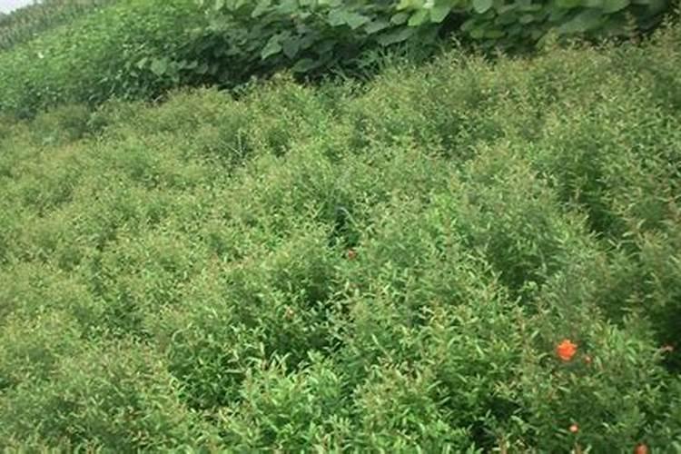 石榴树底肥放什么肥好(底肥施用方法)