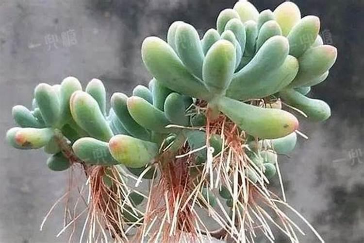 多肉植物用什么肥料比较好