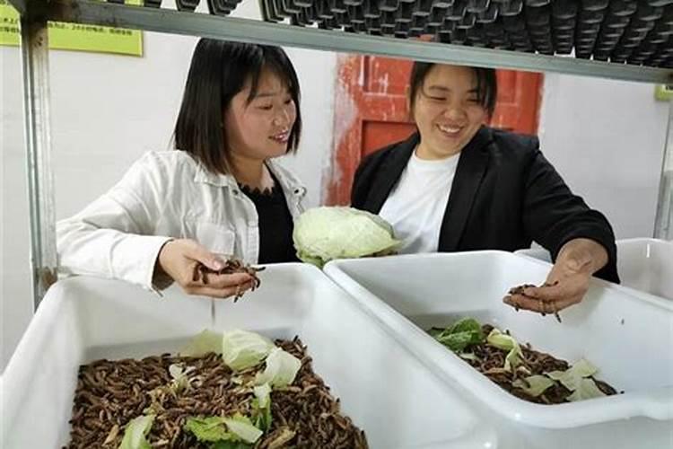 半夏增产叶面肥,生根肥料什么时候用效果好？