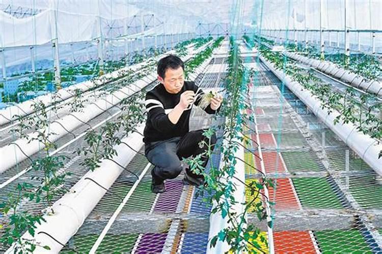 1.水溶肥如何正确使用,谁给解说一下