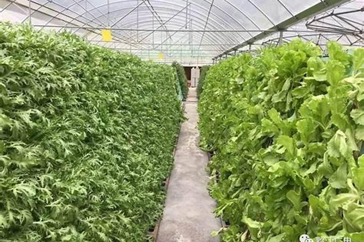 意大利生菜种植方法