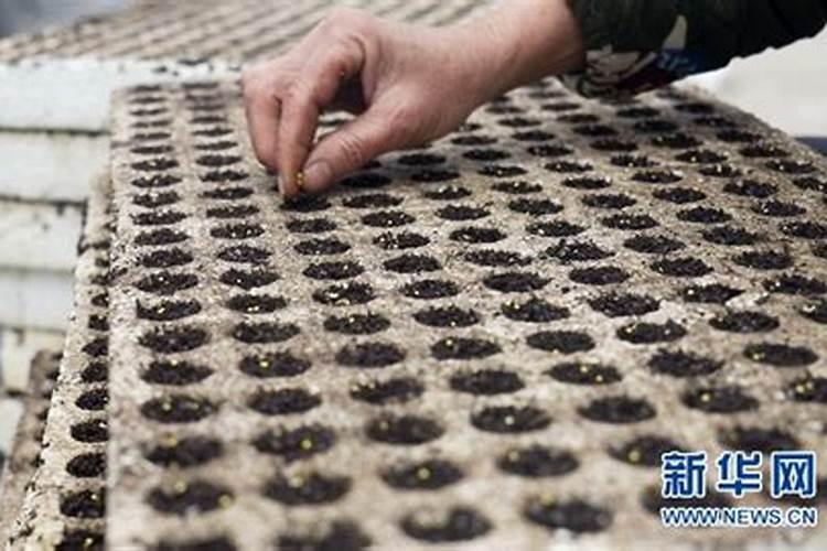 烟叶种植技术全过程
