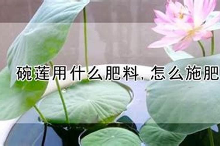 碗莲用什么肥料,怎么施肥