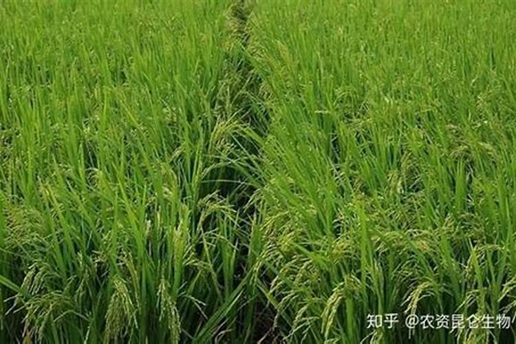 水稻分蘖期喷什么叶面肥好