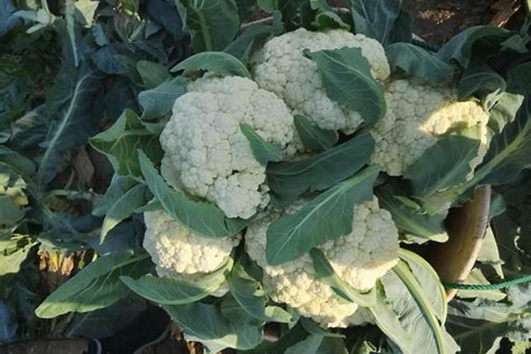 高品质花菜怎么施肥？这样做,花大味美销路好