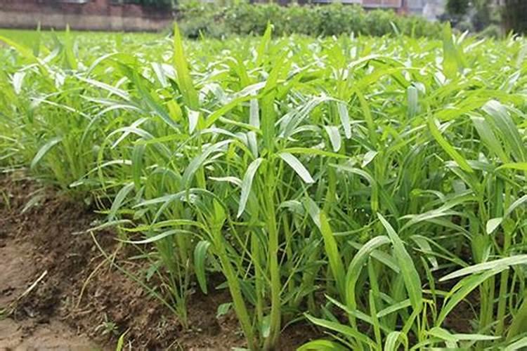 空心菜出苗后多久施肥 空心菜苗期施肥时间是多少？