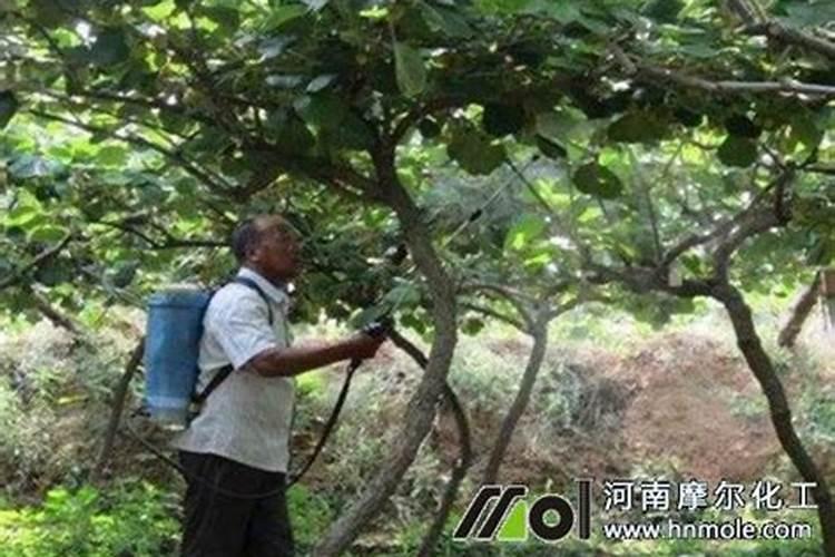 幸福树适合什么时候种,什么时候修剪