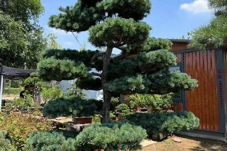 谁家里有培育大别五针松？能提供好的方法吗？