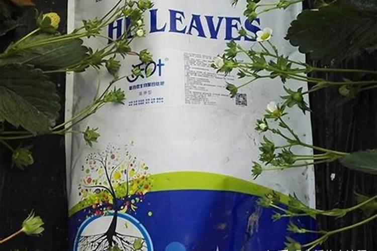 种植李子怎么管理结果多产量高？李子膨果增甜叶面肥哪种好
