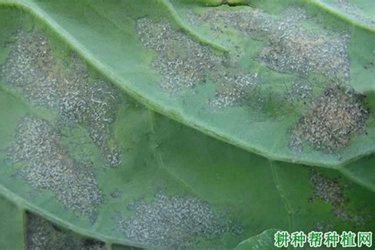 辣椒霜霉病和叶霉病的区别是什么