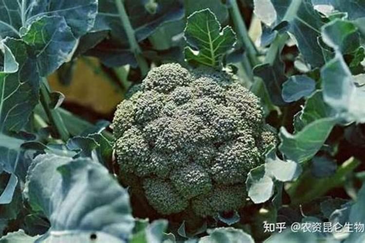 西兰花施什么肥最好
