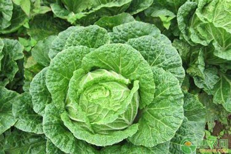 大白菜移栽后怎么浇水