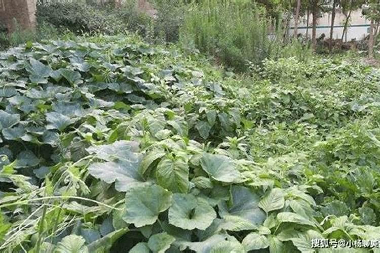 水肥管理是农业生产重要步骤,南瓜种植该怎么进行水肥管理？