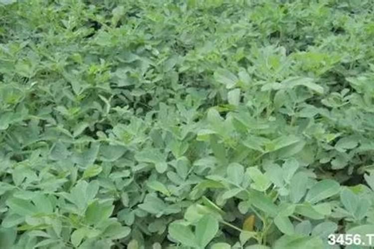 花生二次控旺打什么农药效果好？用药时间和剂量怎么控制,和首次控旺有...