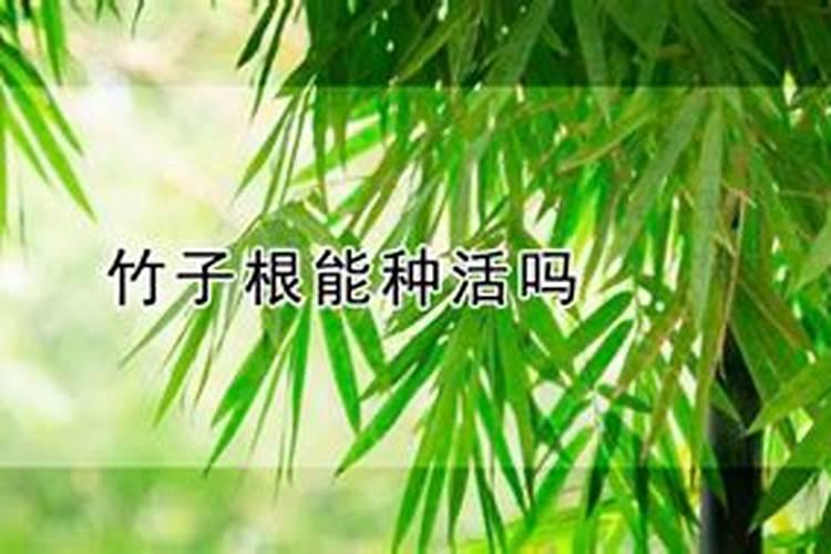 竹子上什么肥料好