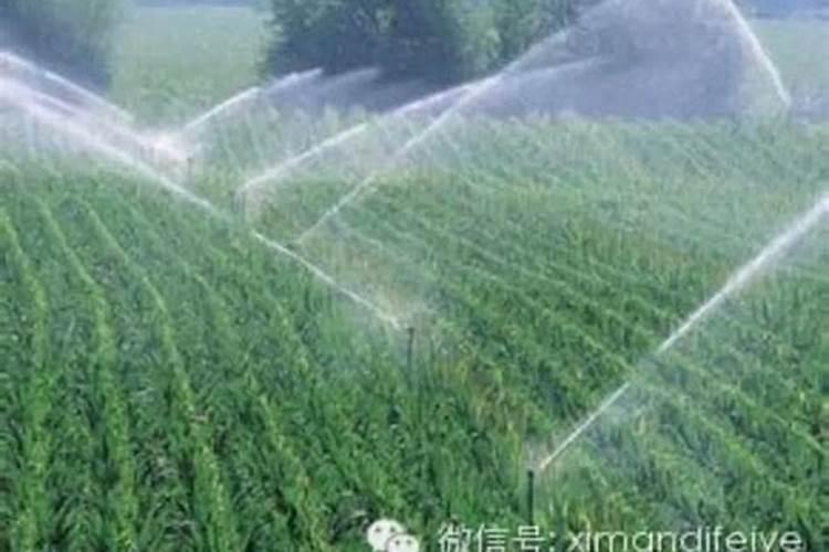 种植稻米的各个阶段,该如何掌控水肥？