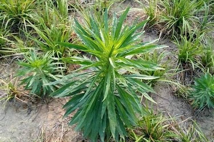 氨基酸叶面肥果树涂杆枝术怎么操作？
