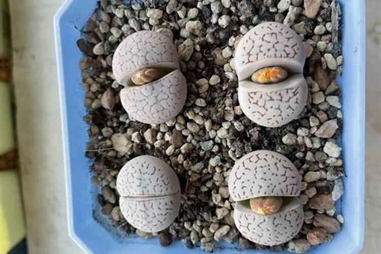 生石花用肥方法