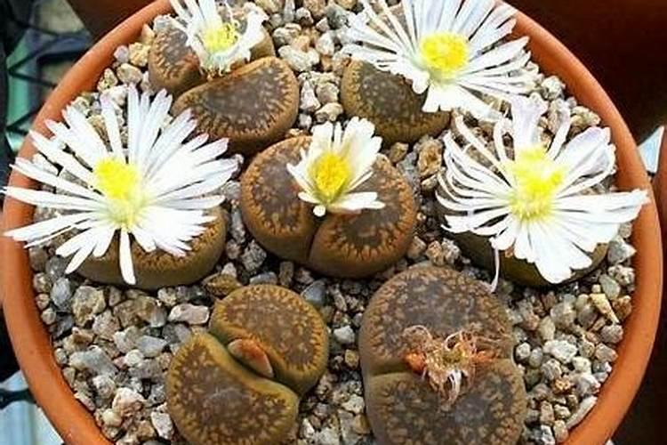 生石花用肥方法,不同的季节选择不同的肥料施撒 多肉植物  9252儿童网...
