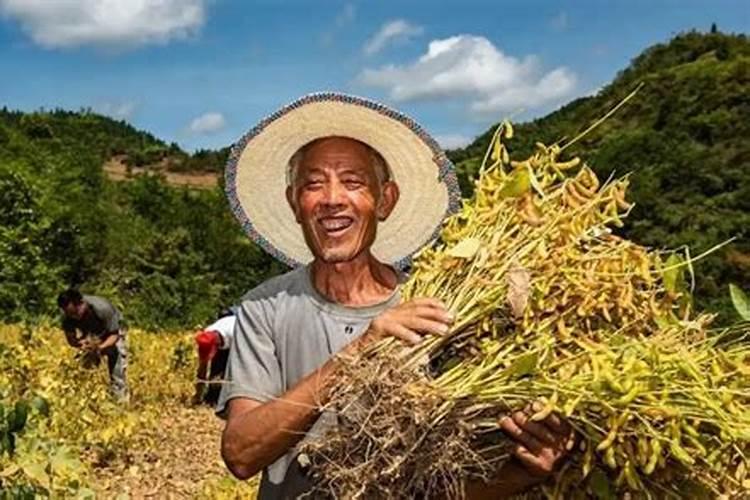 豆角黄叶怎么办？如何预防豆角出现黄叶？