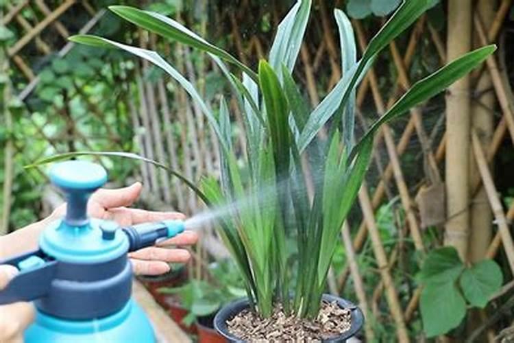 兰花用什么肥料最好,氮、磷、钾三种是必备的