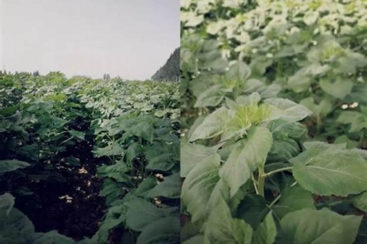 春天可以种植五味子吗 如何种植