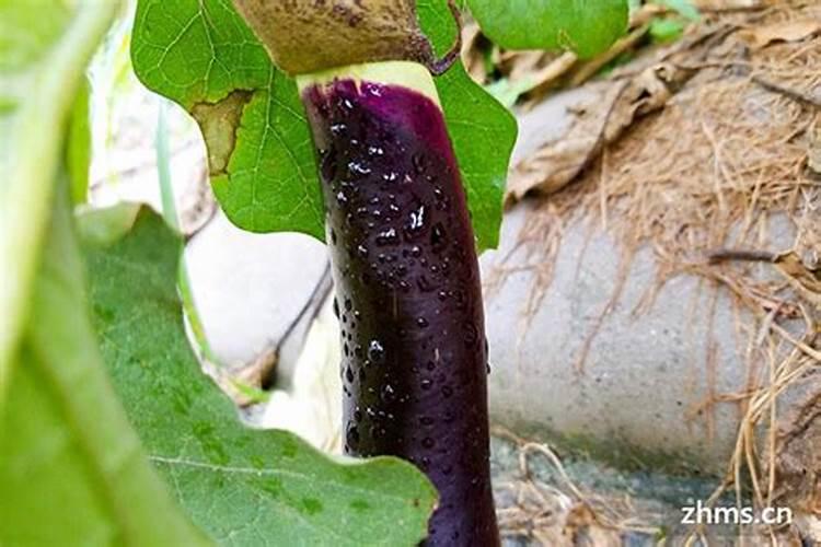 种植茄子能用硼吗？