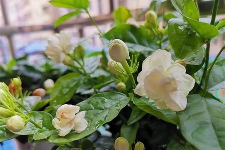 茉莉花施什么肥好