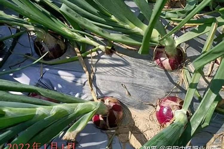 农村洋葱高产栽培有什么技术