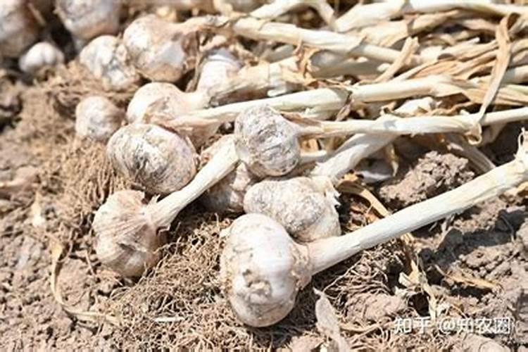 大蒜出苗不齐促生根配方喷施及用量