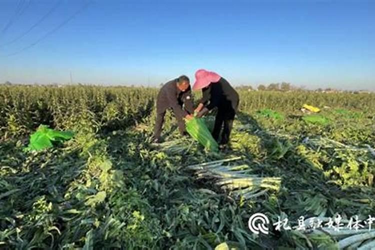 窝笋什么时候补充硼肥