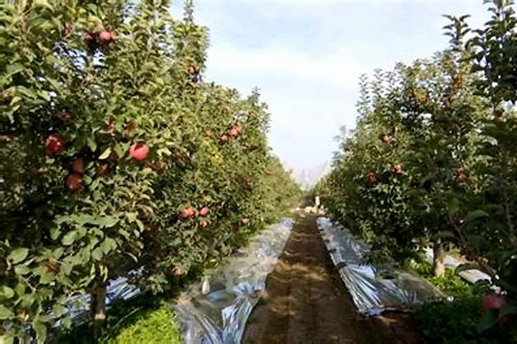 磷酸二氢钾喷平果树能用吗