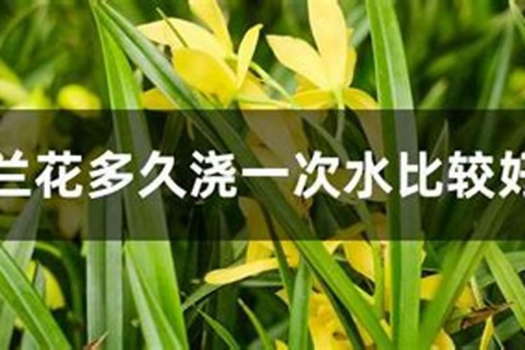 兰花怎么上肥料？