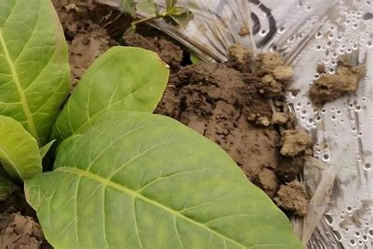 烟草复合肥的氮磷钾比例是多少？四川宜宾当地烤烟移栽的基肥有哪些量是...