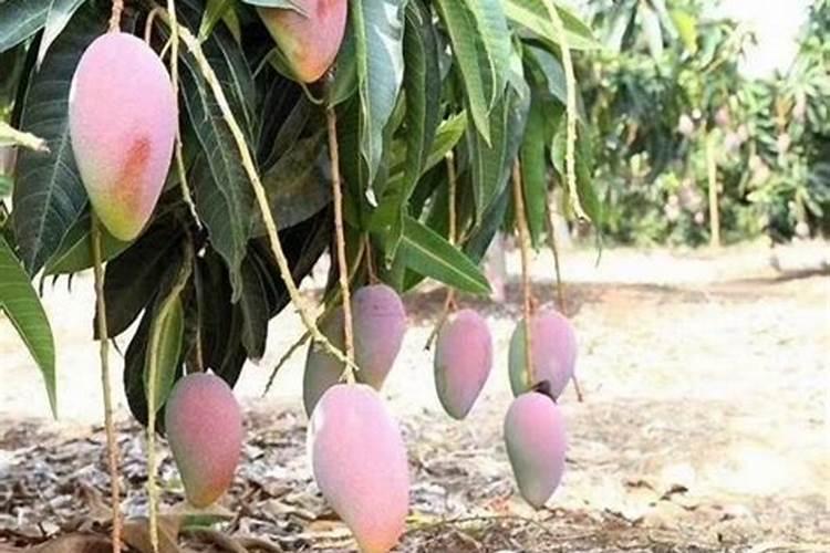 芒果树用什么肥料最好