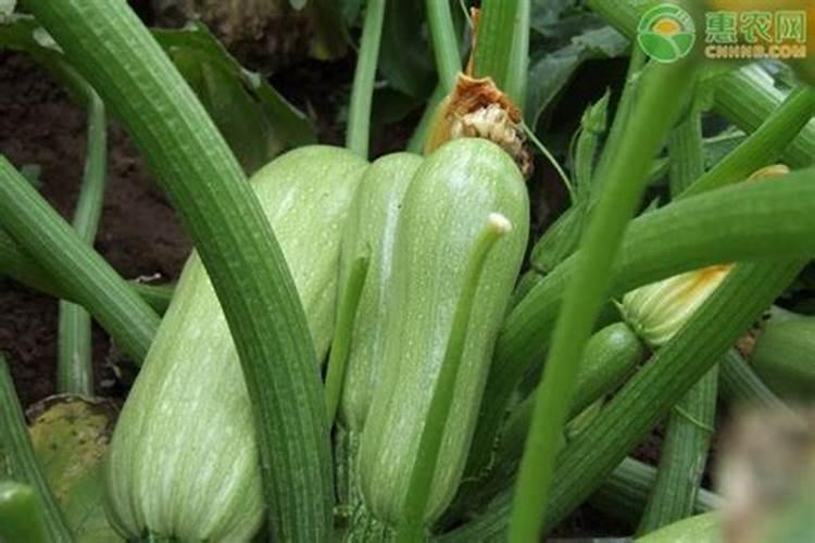 西葫芦需要冲施硼肥吗？