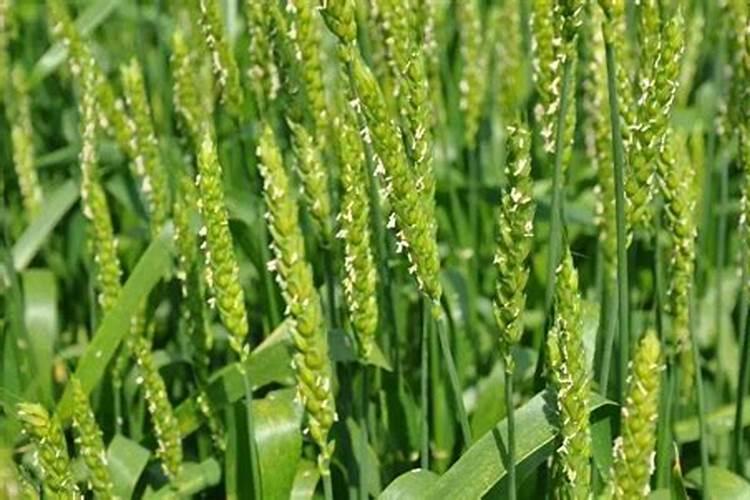 月季花施肥需要注意什么