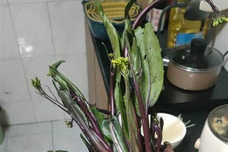 红菜苔以栽了一个星期了、大多数长的还可以、少数这样的请老师帮忙看...