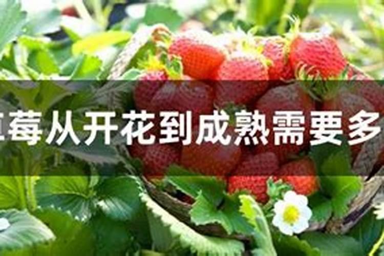 草莓要施什么肥料